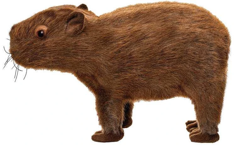 Beppe „Capybara“ pliušinis talismanas 33cm