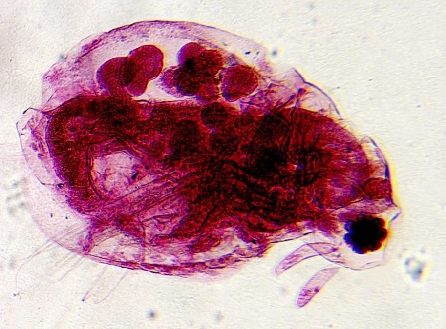Deltaoptinis mikroskopas Biolight 300