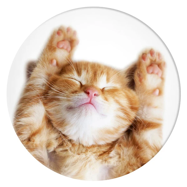 Popsockets PopGrip Basic Snoozy Cat aprašymas - Prekės nuotrauka