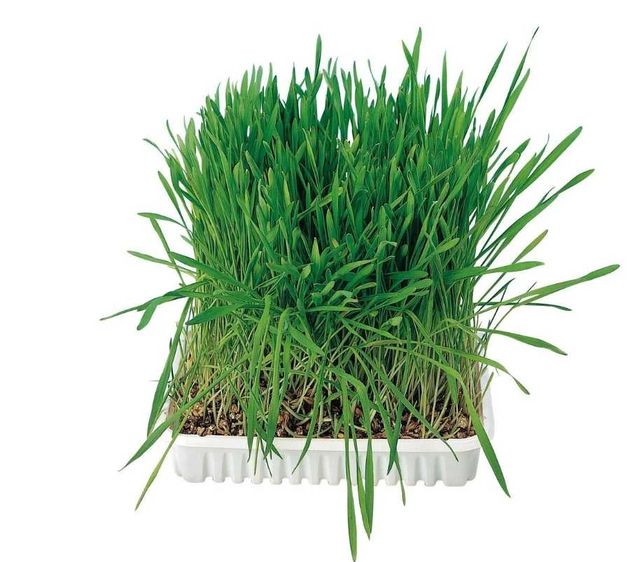 Trixie Žolė natūrali katėms 100g maišelyje MR