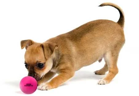 Dog Comets Stardust kamuoliukai šunims, rožiniai, 6 cm, 2 vnt