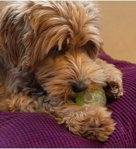 Dog Comets tamsoje šviečiantis kamuoliukas šunims, 5 cm