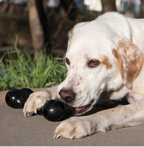 KONG Extreme Goodie Bone žaislas šunims, M