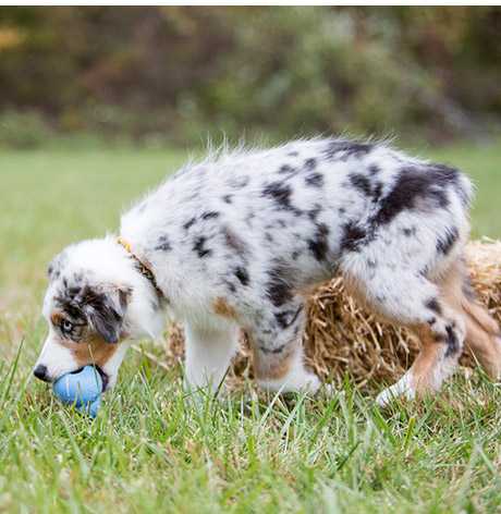 KONG Puppy guminis žaislas šuniukams, M