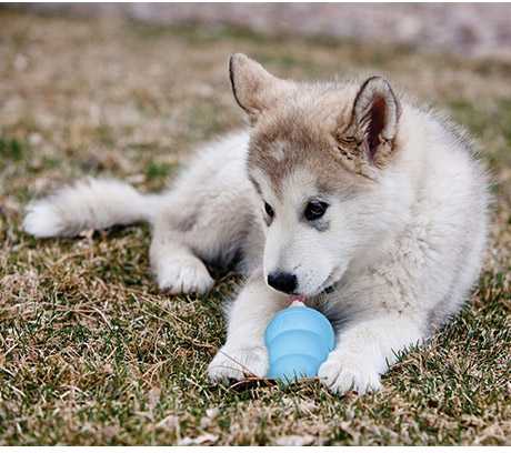 KONG Puppy guminis žaislas šuniukams, M