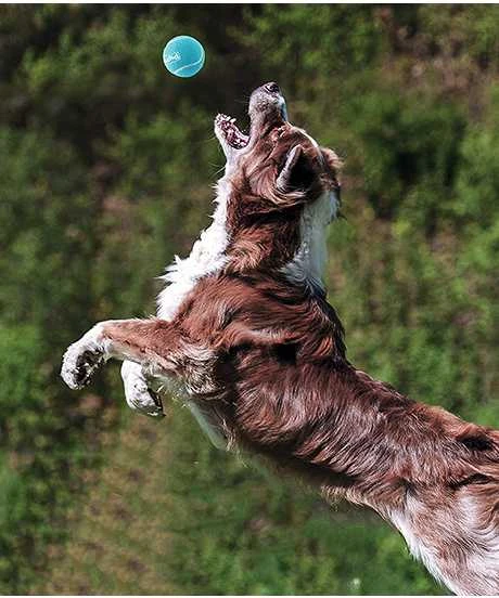 Outward Hound teniso kamuoliukai šunims, 6.35 cm, 4 vnt
