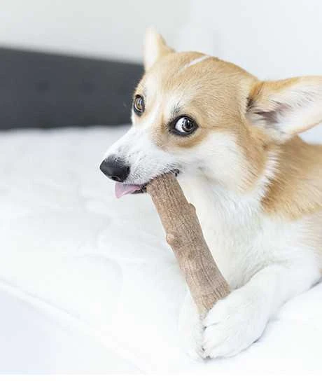Petstages Dogwood kramtymo žaislas šunims, L