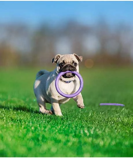 Šuns įrankis Puller Micro Waudog 12.5 cm