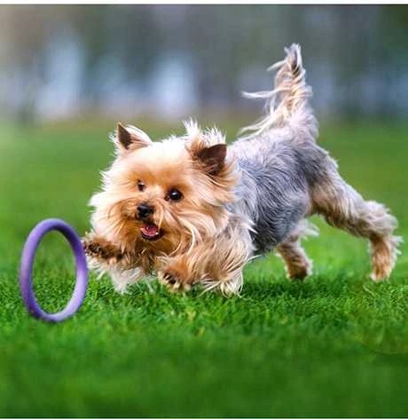 Šuns įrankis Puller Micro Waudog 12.5 cm