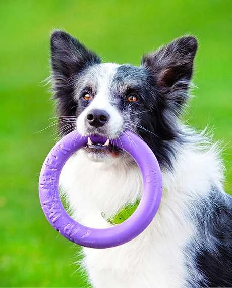 Šuns įrankis Puller Midi Waudog 19.5 cm