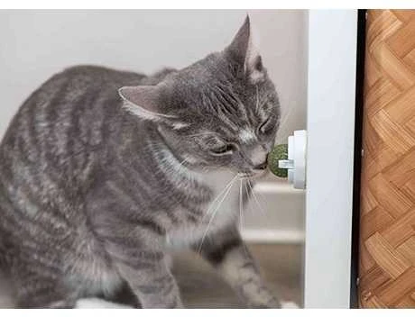 TRIXIE Katžolės kamuoliukas su laikikliu