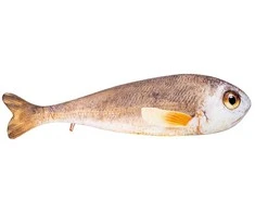 Fancy minkšta Žuvis 98 cm