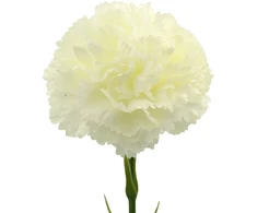 Baltas dirbtinis gvazdiko žiedas ant koto, 58 cm