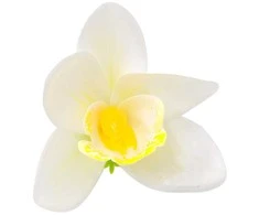 Baltas lateksinis orchidėjos žiedas