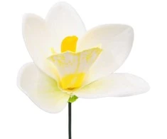 Baltas lateksinis orchidėjos žiedas