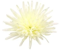Dirbtinė gėlė adatinė chrizantemos žiedas, skersmuo 12,5 cm - Oranžinė