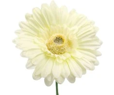 Dirbtinė gėlė gerbera, 42 cm - Balta