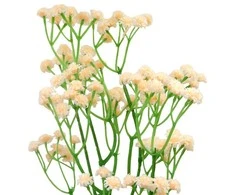 Dirbtinė kreminė gubojos šaka, 60 cm