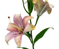 Dirbtinė violetinė lelijų šaka, 65 cm