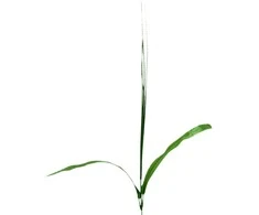 Dirbtinės gėlės kotelis su viksva, 44 cm