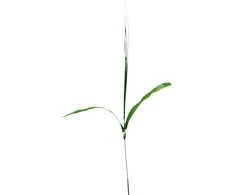 Dirbtinės gėlės kotelis su viksva, 44 cm