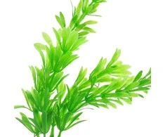 Dirbtinis akvariumo augalas
