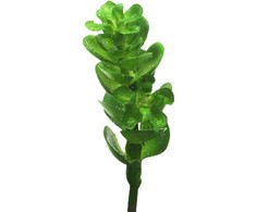 Dirbtinis sukulentas