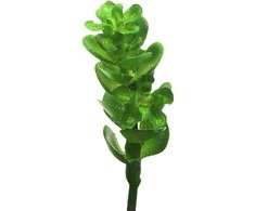 Dirbtinis sukulentas