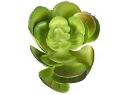 Dirbtinis sukulentas "Kopūstas"