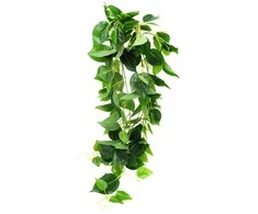 Dirbtinis vijoklis Skindapas, 100 cm