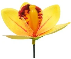 Geltonas lateksinis orchidėjos žiedas