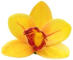 Geltonas lateksinis orchidėjos žiedas