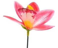 Tamsiai rožinis lateksinis orchidėjos žiedas