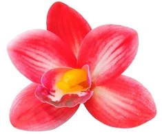 Tamsiai rožinis lateksinis orchidėjos žiedas
