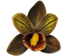 Tamsiai žalias lateksinis orchidėjos žiedas