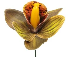 Tamsiai žalias lateksinis orchidėjos žiedas