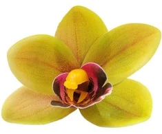 Žalsvas lateksinis orchidėjos žiedas