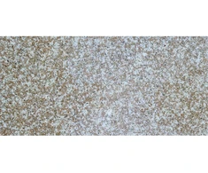 Granito plytelės G664