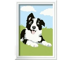 „Ravensburger“ dažai pagal „Numbers Border Collie“.