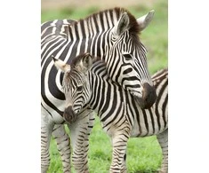 Ravensburger Dėlionė 300 vnt. - Zebrai