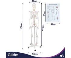 Dantų šepetėlis Szkielet człowieka- 170cm Glimz