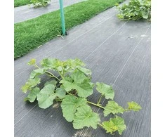 Sourcing GREENMILL AGRONONWOVEN 1.0 x10m 100g/m2 Juodas