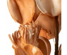 Eurofirany KW/FLORE/754/BROWN BROWN