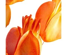 Eurofirany KW/FLORE/754/OLI OLIW