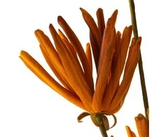 Eurofirany KW/FLORE/779/POM POMA