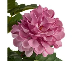 Eurofirany KW/FLORE/805/FIO FIOL