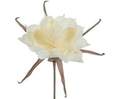 Eurofirany KW/FLORE/824/B B+K