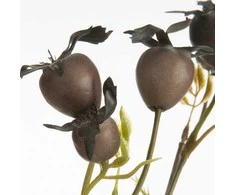 Eurofirany KW/NATU/438/BROWN BROWN