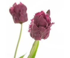 Eurofirany KW/NATU/474/VIOLETĖ VIOLETĖ/PUokštė
