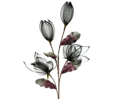 Eurofirany KW/ORGANZA/14/CZ JUODA